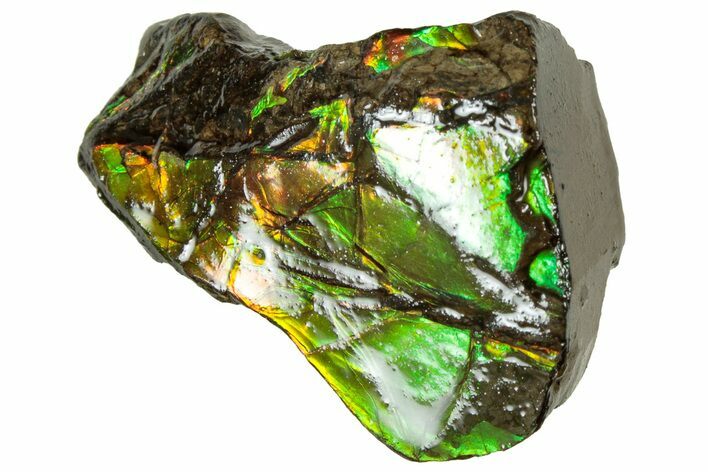 Iridescent Ammolite (Fossil Ammonite Shell) - Alberta #311354